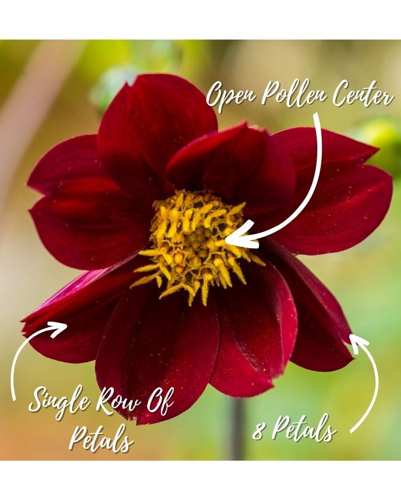 Mexican Dahlias